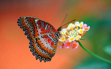 макро, насекомое, цветок, бабочка, крылья, пыльца, нектар