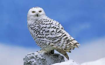 сова, снег, хищник, камень, птица, полярная, белая сова