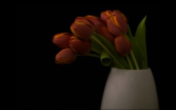 темный фон, букет, тюльпаны, ваза