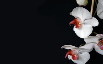 цветы, темный фон, белая, орхидея