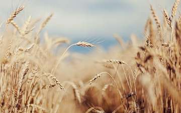 небо, поле, лето, колосья, пшеница, злаки