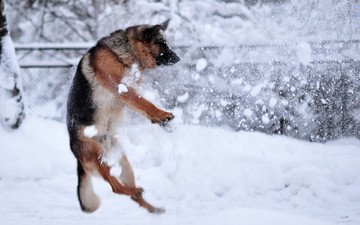 снег, зима, собака, прыжок, немецкая овчарка