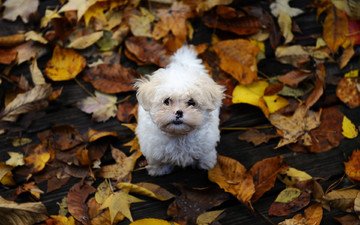 осень, собака, щенок, белая, листья., болонка, мальтийская, осенние листья