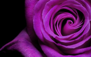 макро, цветок, роза, фиолетовый, красивая