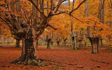 деревья, листья, пейзаж, парк, осень