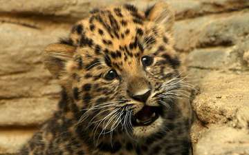 котенок, маленький, леопард, малыш, гепард, детеныш