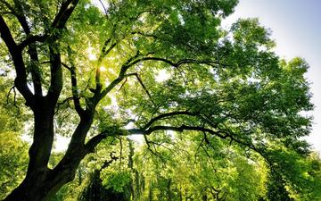 небо, солнце, природа, дерево, лучи, лето, зеленая листва