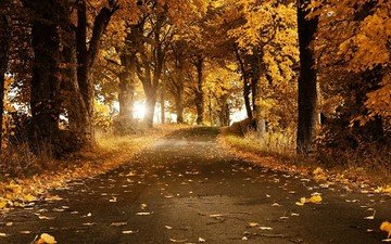дорога, деревья, солнце, листья, пейзаж, осень, аллея