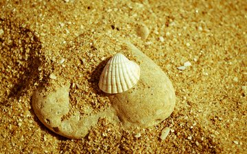 природа, макро, песок, пляж, камень, ракушка