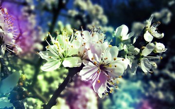дерево, цветение, ветки, весна