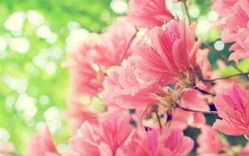 цветы, цветение, лепестки, весна, розовые, растение