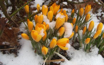 цветы, снег, бутоны, желтые, крокусы