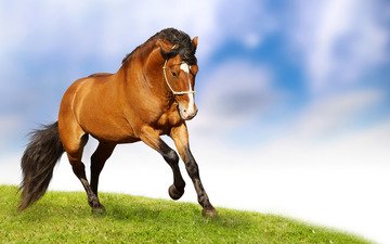 лошадь, трава, облака, конь, бег, скакун