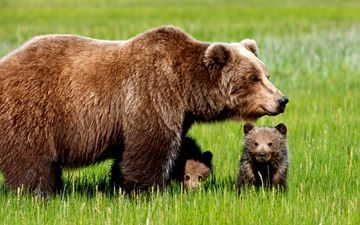 трава, медведь, прогулка, медведи, бурый медведь, детеныши, медведица, медвежата