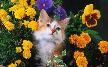цветы, кошка, взгляд, котенок, пушистый, пятнистый