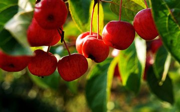 ветка, листья, фрукты, яблоки, плоды, яблоня