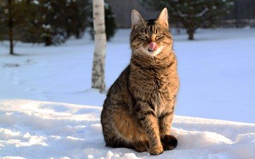 морда, снег, зима, кот, кошка, язык, полосатый, большой кот