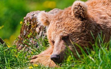 медведь, спит, отдых, травка, бурый медведь