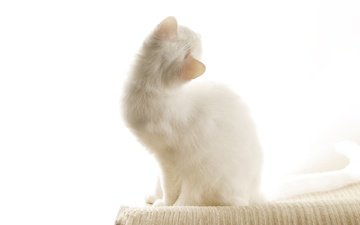 кошка, котенок, белый, ушки, белый кот