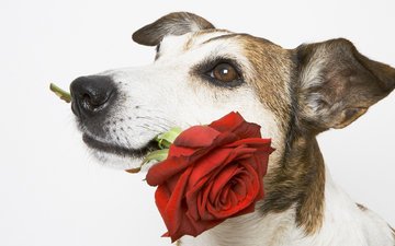 роза, собака, белый фон, пес, подарок, красная роза
