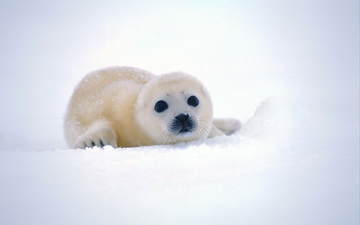 снег, мордочка, взгляд, тюлень, детеныш, морской котик, белёк