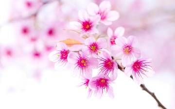 ветка, цветение, весна, вишня, сакура, розовый цветок
