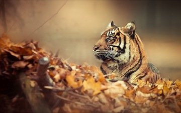 тигр, природа, листья, осень, хищник, профиль, большая кошка, осенние листья