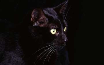 глаза, кот, кошка, черный, черный фон