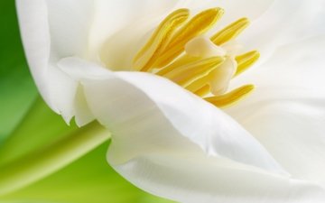 макро, цветок, лепестки, белый, красивый, тюльпан