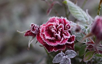снежинки, цветок, мороз, иней, роза, красный, холод, кристаллы, красивая
