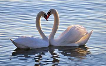 озеро, птица, любовь, белые, лебеди, лебедь