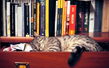 кот, кошка, сон, книги, спит, одежда, шкаф, полка