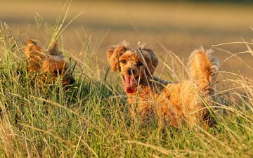 поле, лето, пудель, собаки, йоркширский терьер, собачки в траве