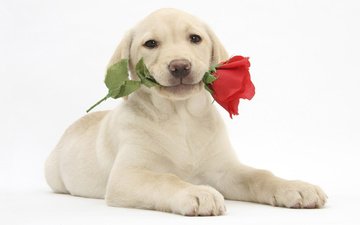 цветок, улыбка, роза, собака, щенок, лабрадор