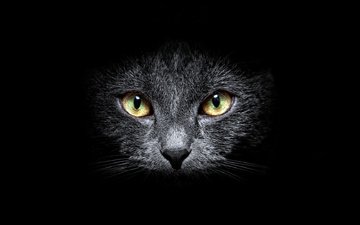 глаза, морда, кот, усы, кошка, взгляд, черный, черный фон, чёрная кошка