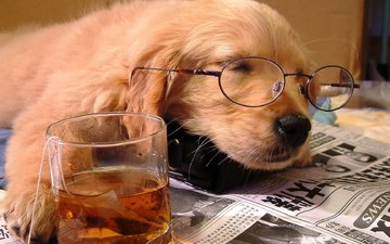 очки, сон, собака, щенок, отдых, друг, чай, газета, стакан
