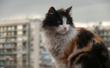 кот, город, кошка, пушистый, грязный, уличный кот