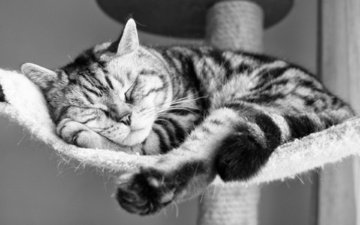 кот, кошка, сон, спит, полосатый, полосатая кошка