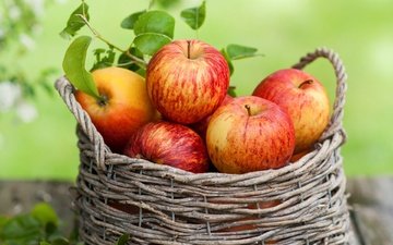 фрукты, яблоки, урожай, корзинка