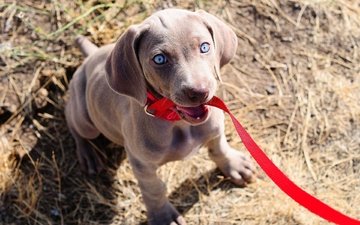 собака, щенок, поводок, веймаранер, голубые глазки