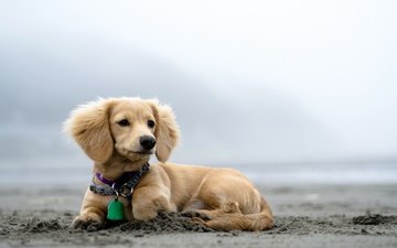 пляж, взгляд, собака, ошейник, такса, собака на песке