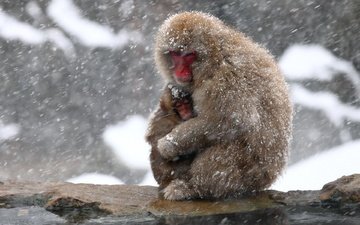 снег, природа, камень, обезьяна, детеныш, обезьяны, японский макак, snow monkey