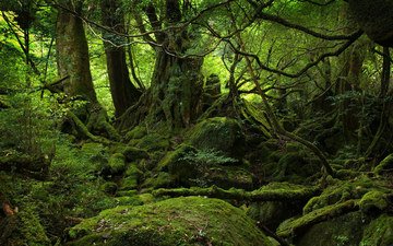 деревья, камни, лес, мох, корни, новая зеландия