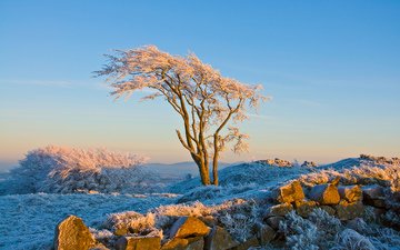 снег, природа, дерево, камни, зима, иней