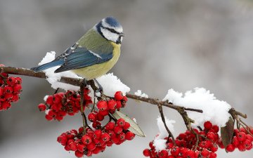 ветка, снег, зима, ягода, птица, рябина, синица, синичка