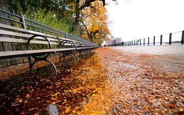 листья, осень, нью-йорк