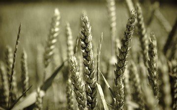 макро, поле, колосья, пшеница, колоски