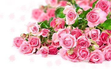 цветы, розы, букет, розовый, бкет роз