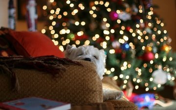 огни, новый год, елка, настроение, подушки, подарки, собака, дом, диван, белая, с новым годом, 2013, герлянда, пледы
