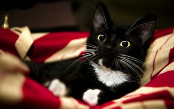 кошка, взгляд, котенок, одеяло, чёрно-белый, лапки, милый
